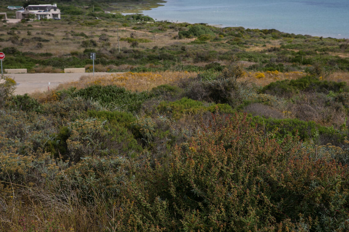 Coastal fynbos above the lagoon