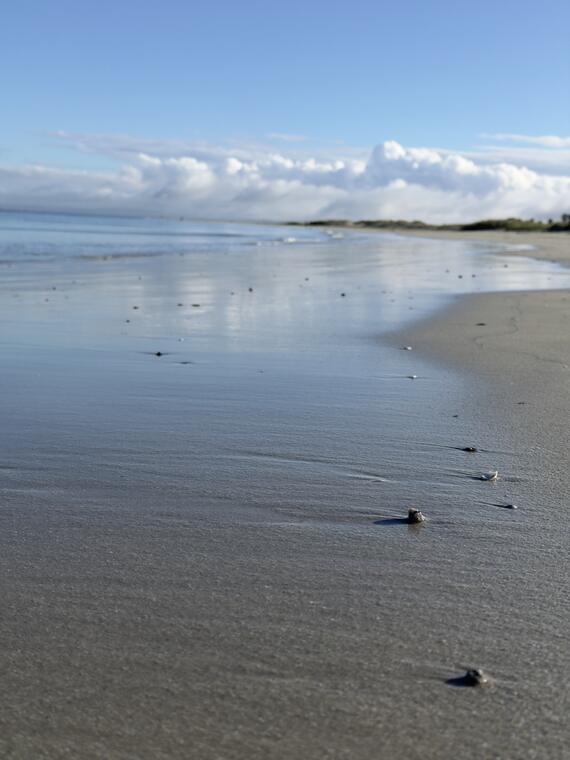 The shoreline of Langebaan main beach at low tide